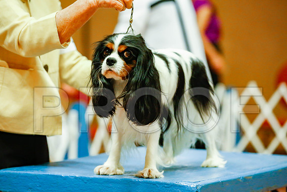 _JJ_8295-SanMarcosAug2016-HR3