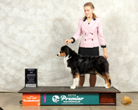 Australian Shepherd #970 Thur Top10BOB Judge Sandra Kowalski
