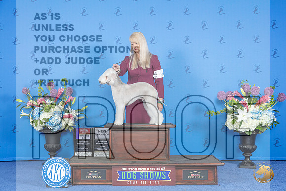 Bedlington Terrier #9 FRI BOS Judge Joao Machado__JP_9207_Houston_2024_HR3
