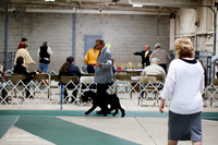 Standard Schnauzer Sat S1 Ring
