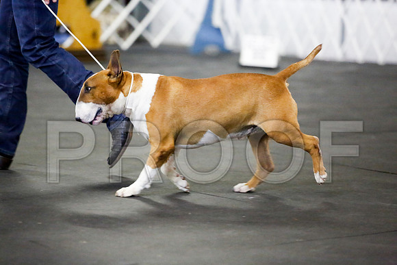 _JJ_3841-BullTerrierAzleApr2016-HR3