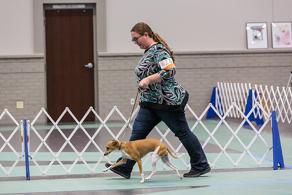 Italian Greyhound Sat Ring_JJL_0790_UKCLNGVIEWOCT2024_2024_HR3