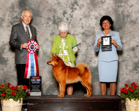 Finnish Spitz #5 Sat BIS Krupski S and B Krupski and M Hall and B Richardson Agent Brenda Lee Combs Judge Roger Hartinger