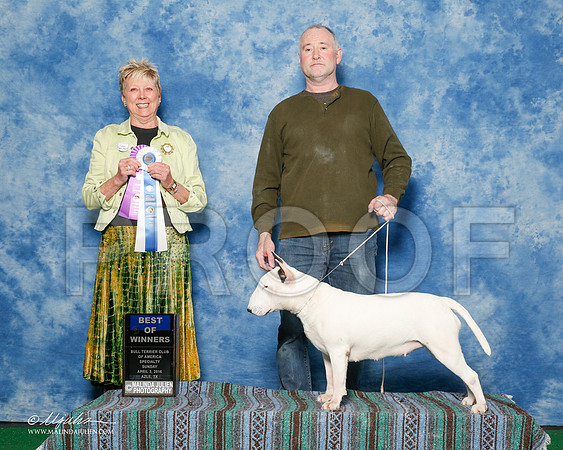 _R1_9439-2-BullTerrierAzlApr2016-HR3