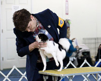 Japanese Chin Hutto Dec 2011