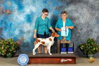 Brittany #16 Sat BOWMBBE Judge Marilyn Pipes