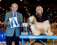 Tibetan Terrier #14 Fri BOW Maj Birgl Sally A Judge Mr Robert Stein