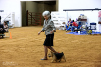 Norwich Terrier Sat Ring IABCA FW Sep 2013