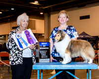 Shetland Sheepdog #54 Fri BOW Willard Vickey & Nancy L Keen Judge Mrs Keke Kahn