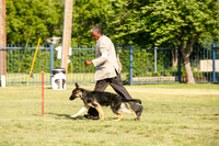 6-9 Month Puppy Bitches Sat Ring