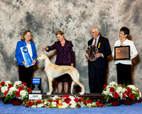 Saluki #6 Fri g1 Ackerman Lyndell Agent Emma Marshall Judge Sari Brester Tietjen