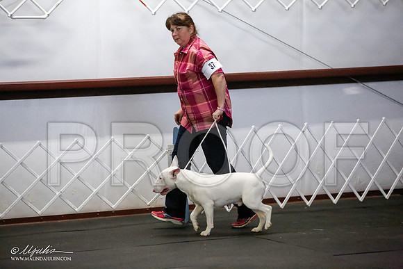 _JJ_1229-BullTerrierAzilApr2016-HR3