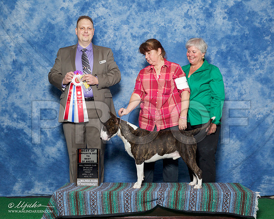 _R1_9326-BullTerrierAzilApr2016-HR3