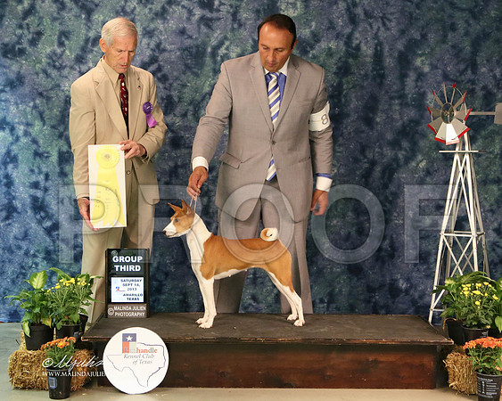 Basenji-5405-Amrllo13 HR