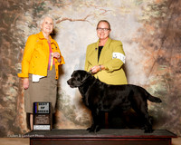 Labrador Retriever #11 Fri BOB Susan Yates Judge Ann Hearn