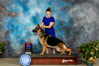 German Shepherd Dog #22 Thurs WBBOWBOS Judge Dr Michael Woods r