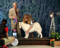 Samoyed #10 Sat WB William & Christie Stewart  Judge J Gregory Amarillo Sep 2013