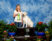 Labrador Retriever #R88 sun NT