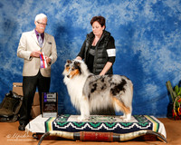 Collie Rough #38 Sun BOS WB Maj