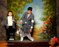 Miniature Schnauzer #5 Sun G3 Gish Sharon Agent Alfonso Escobedo Judge Cindy Meyer
