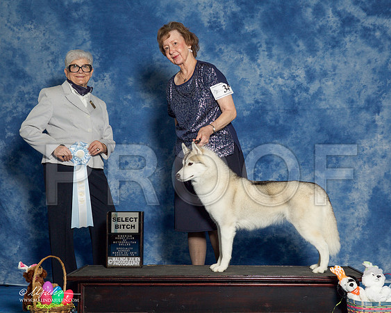 _R1_8268-HuskySltyMar2016-HR3