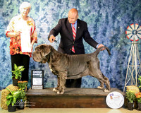 Neopolitan Mastiff #9 Thurs G4 Janice Wolf, DVM : Tony Gurrola Judge D Cornelssen Amarillo Sep 2013