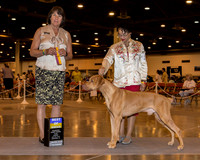 Rhodesian Ridgeback #29 Sun BOB Cozart Jarron & Sun Gatto Agent Aslynn Rose Judge Ms Helene Nietsch