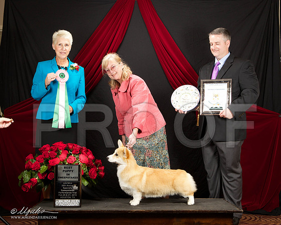 _ST_3411-HstnCorgiFeb2015-HR3
