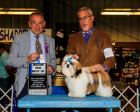 Shih Tzu #5 Sat Maj BOW Goodman Rhonda and Susan Kilgore Judge Desmond Murphy