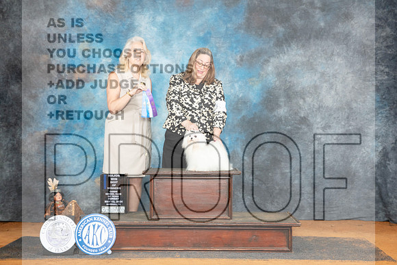 Maltese #11 Sun BOWM Judge Pamela Wilson__JP_8763_MARSHALL_2024_HR3