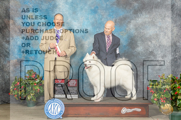 Samoyed #12 Thur BOS Judge Jay RichardsonMJP_7167_SA2023_HR3