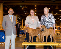 Chinese Shar-Pei #5 #12 Wed Borron Heather Holly Fuller Custom