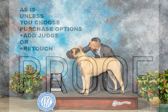 Bullmastiff #16 Thur BOWWBCHM Judge Lee WhittierMJP_7430_SA2023_HR3