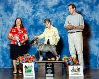 Standard Schnauzer #32 Thrs AoM Kachur Donald S Judge Mrs Keke Kahn