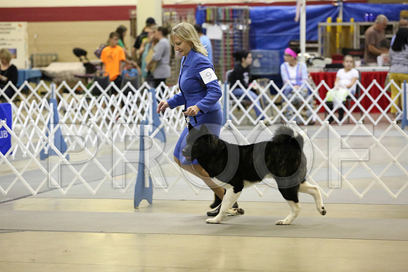 akita-1106-Amrllo13-HR