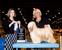 Tibetan Terrier #14 Sun Maj BOW Schultz Dr Susan Judge Dr Wanda Spediacci