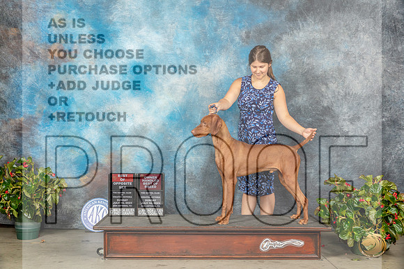 Vizsla #29 Sun BOSOHBOB Judge Dr Michael WoodsMJP_9606_SA2023_HR3