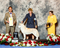 Siberian Husky #8 Fri G3 Ralsky Marc and Correen Pacht and Annette Dionne Agent Laura King Judge David Haddock