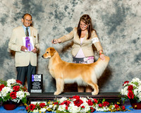 Golden Retriever #56 Thrs Maj WB Bischoff Brianna Agent Brianna Bischoff Judge Mr Robert A Indeglia