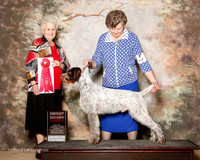 German Wirehaired Pointer #5 Sun G2 Watkins Angela Milowaki Diane Turner Betsy Agent Karen Newman PHA Judge Ann Hearn