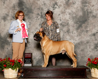 Bullmastiff #7 Sat G2 Britton Sonya and Brett Judge Grace Fritz