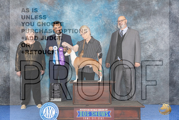 Italian Greyhound #39 WD BOW M Judge Joao Machado__JP_6660_Houston_2024_HR3