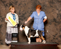 Bull Terrier #5 Sat G3 J and F Schneider Judge Peggy Beisel McIlwaine