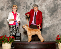 Soft Coated Wheaten Terrier #8 Sun Maj BOW Timothy Smith Judge Nancy Smith Hafner