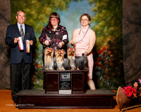 Yorkshire Terrier #25 Sat Custom Park Shannon Rosanne Fett Judge Dana Cline