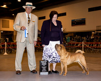 Chinese Shar pei #11 Sat Maj WD Patten Phyllis Judge Arley Hussin
