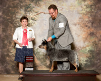 Australian Cattle Dog #7 Fri G2 Hardeman Tom Agent Thomas Vinson Judge Cindy Meyer