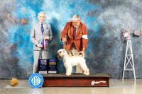 Soft Coated Wheaten Terrier #6 Sat BOB Judge Fred Bassett