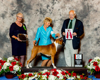 Boxer #12 Fri BOS Maj Carbine Donna & Bonnie Wagaman Judge Mr Ronald H Menaker