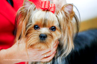 American Bred Dog Thus Ring